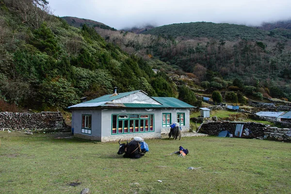 在尼泊尔徒步旅行 喜马拉雅山 — 图库照片