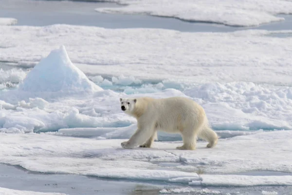 Urso Polar Ursus Maritimus Bloco Gelo Norte Ilha Spitsbergen Svalbard — Fotografia de Stock