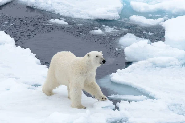 Isbjörn Packisen Norr Spetsbergen — Stockfoto