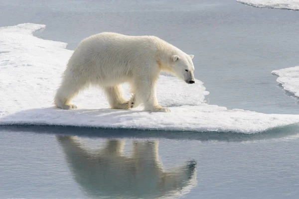Белый Медведь Ursus Maritimus Паковом Льду Северу Острова Шпицберген Шпицберген — стоковое фото