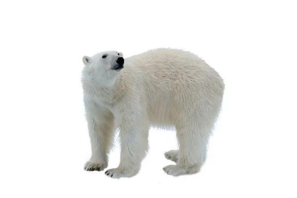 Urso Polar Bolsa Gelo Norte Spitsbergen — Fotografia de Stock