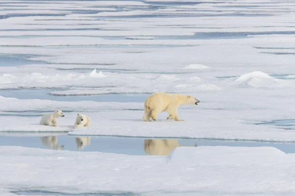 Πολική Αρκούδα Ursus Maritimus Και Δίδυμο Cubs Στον Πάγο Πακέτο — Φωτογραφία Αρχείου