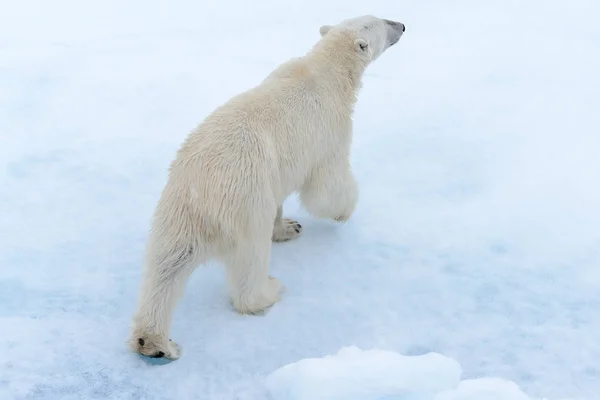 Niedźwiedź Polarny Lodzie Północ Spitsbergen Zdjęcia Stockowe bez tantiem