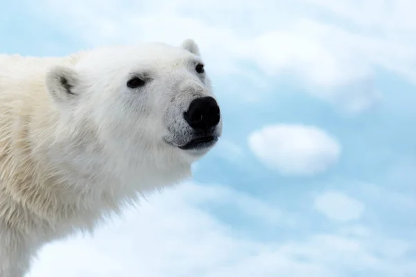 Niedźwiedź Polarny Lodzie Północ Spitsbergen Obraz Stockowy