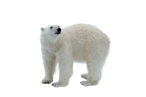 Белый Медведь Льду Северу Шпицбергена Стоковое Изображение