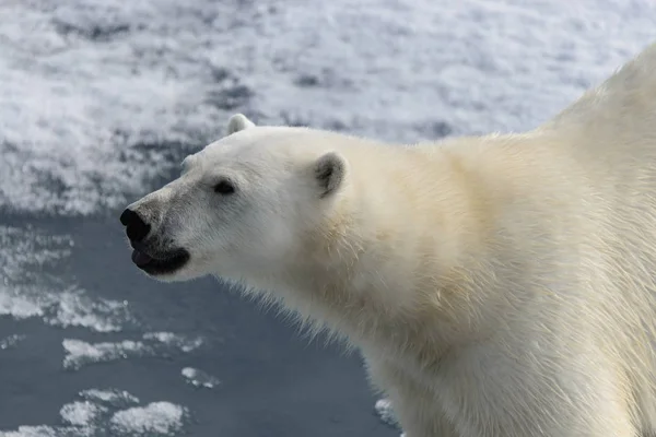 Polar Bear Ursus Maritimus Pack Ice North Spitsberg Royalty Free Stock Photos