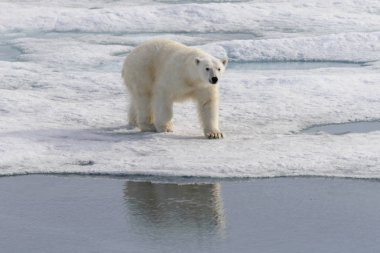 Kutup ayısı (Ursus maritimus) Spitsbergen Adası, Svalbard, Norveç, İskandinavya, Avrupa 'nın kuzeyindeki buz kütlesinde