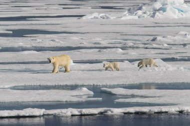 Kutup ayısı anne (Ursus maritimus) ve İki Yataklı yavrularını pack buzda Svalbard Arctic Norveç kuzeyinde