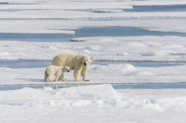 Kutup ayısı anne (Ursus maritimus) ve İki Yataklı yavrularını pack buzda Svalbard Arctic Norveç kuzeyinde