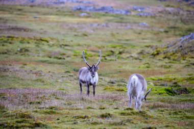 Doğa, güzel Ren geyiği