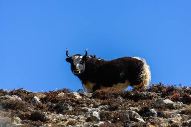 dağ yak Nepal