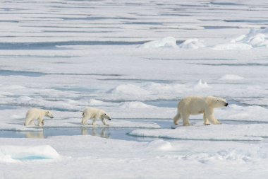 Kutup ayısı anne (Ursus maritimus) ve İki Yataklı yavrularını pack buzda Svalbard Arctic Norveç kuzeyinde