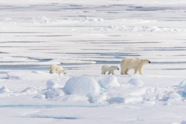 Kutup ayısı anne (Ursus maritimus) ve İki Yataklı yavrularını pack buzda Svalbard Arctic Norveç kuzeyinde