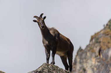 Vahşi Misk geyiği Nepal