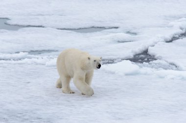 Kutup ayısı Kuzey Spitsbergen pack buzda