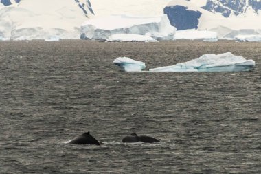 Kambur balina fluke ile buzdağı arka plan üzerinde