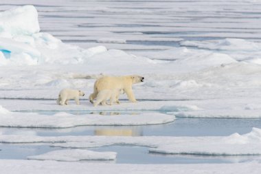 Kutup ayısı anne (Ursus maritimus) ve İki Yataklı yavrularını pack buzda Svalbard Arctic Norveç kuzeyinde
