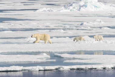 Kutup ayısı anne (Ursus maritimus) ve İki Yataklı yavrularını pack buzda Svalbard Arctic Norveç kuzeyinde