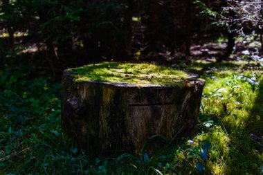 Yosun ve mantarlı kütük.