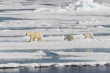 Kutup ayısı anne (Ursus maritimus) ve İki Yataklı yavrularını pack buzda Svalbard Arctic Norveç kuzeyinde