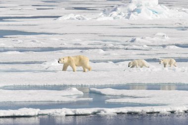 Kutup ayısı anne (Ursus maritimus) ve İki Yataklı yavrularını pack buzda Svalbard Arctic Norveç kuzeyinde