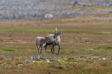 Vahşi Ren geyiği yavrusu Svalbard Tundra annesiyle