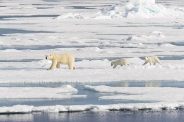 Kutup ayısı anne (Ursus maritimus) ve İki Yataklı yavrularını pack buzda Svalbard Arctic Norveç kuzeyinde