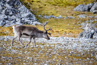 Yaz aylarında yılında Svalbard Ren geyiği