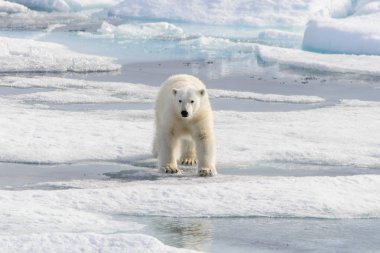 Kutup ayısı (Ursus maritimus) Spitsbergen Adası, Svalbard, Norveç, İskandinavya, Avrupa 'nın kuzeyindeki buz kütlesinde