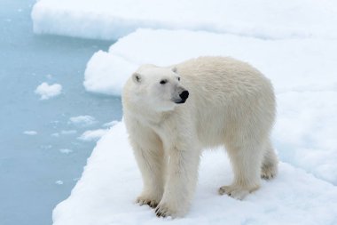 Kutup ayısı Kuzey Spitsbergen pack buzda