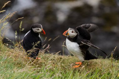 Martı doğa yaşam alanı
