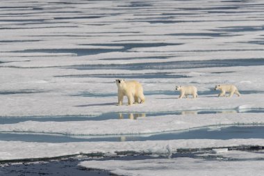 Kutup ayısı anne (Ursus maritimus) ve İki Yataklı yavrularını pack buzda Svalbard Arctic Norveç kuzeyinde