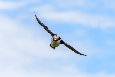 Martı doğa yaşam alanı