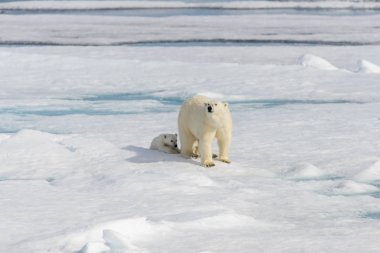 Kutup ayısı anne (Ursus maritimus) ve İki Yataklı yavrularını pack buzda Svalbard Arctic Norveç kuzeyinde
