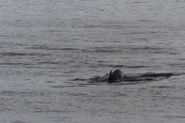 Kambur balina fluke ile buzdağı arka plan üzerinde