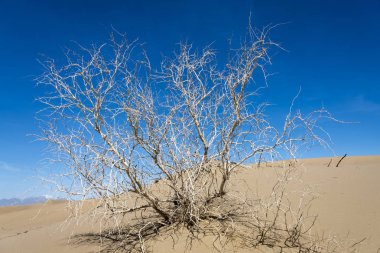 Gündüz çöl manzaraya