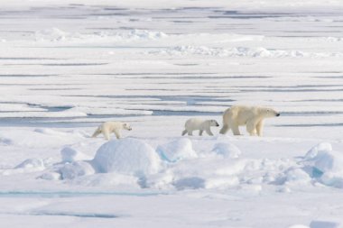 Kutup ayısı anne (Ursus maritimus) ve İki Yataklı yavrularını pack buzda Svalbard Arctic Norveç kuzeyinde