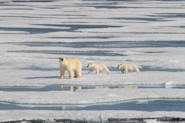 Kutup ayısı anne (Ursus maritimus) ve İki Yataklı yavrularını pack buzda Svalbard Arctic Norveç kuzeyinde