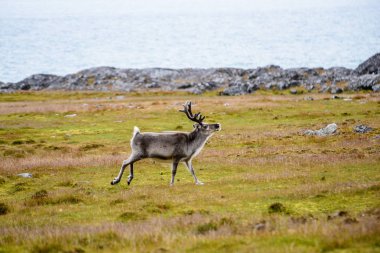 Doğa, güzel Ren geyiği