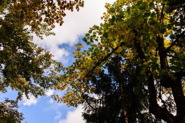 Sonbahar yaprakları ağaçların mavi bulutlu gökyüzü karşı düşük açılı görünümü