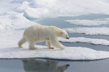 Kutup ayısı (Ursus maritimus) Spitsbergen Adası, Svalbard, Norveç, İskandinavya, Avrupa 'nın kuzeyindeki buz kütlesinde