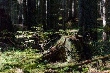 Güzel yeşil orman ağaç kütüğü Güz güneş ışığı altında