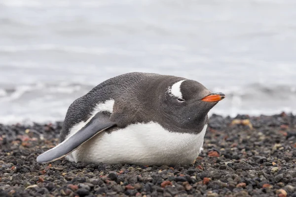 Gentoo Pingvin Természet — Stock Fotó