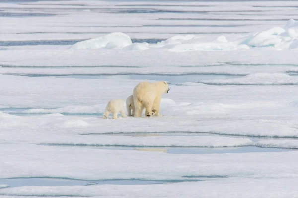 Mãe Urso Polar Ursus Maritimus Filhotes Gêmeos Gelo Pacote Norte — Fotografia de Stock