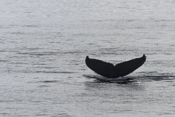 Humpback Whale Fluke Iceberg Background — Stock Photo, Image