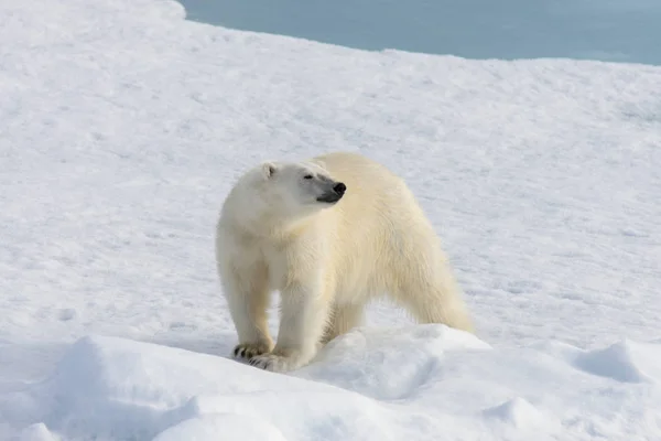 Oso Polar Ursus Maritimus Paquete Hielo Norte Isla Spitsbergen Svalbard — Foto de Stock