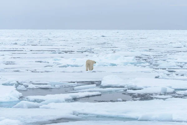 Oso Polar Manada Hielo Norte Spitsbergen — Foto de Stock