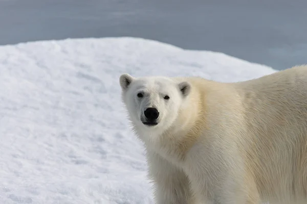 Polar Bear Ursus Maritimus Pack Ice North Spitsberg — Stock Photo, Image