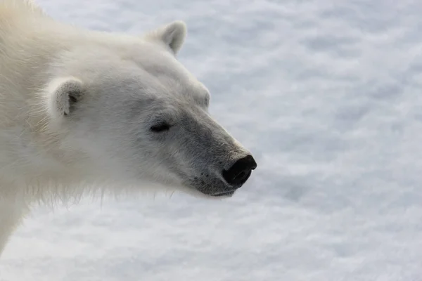 Polar Bear Ursus Maritimus Pack Ice North Spitsberg — Stock Photo, Image