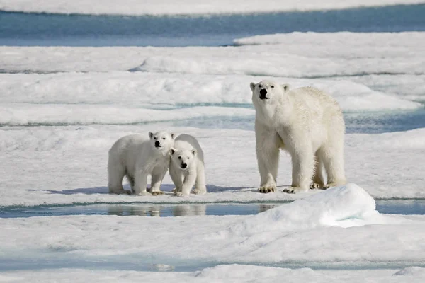 Orso Polare Madre Con Due Cuccioli Sul Ghiaccio — Foto Stock